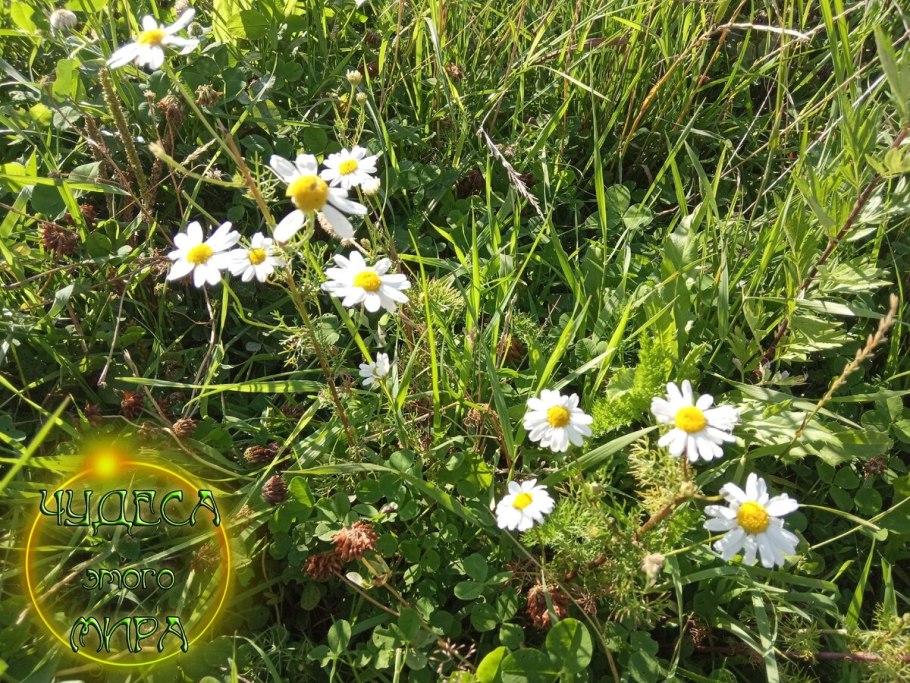 Пупавка Ромашка лекарственная