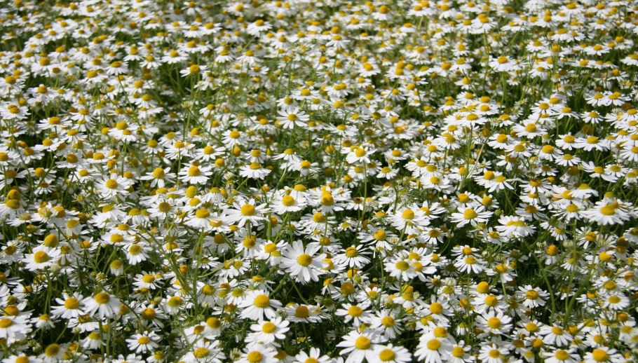 Ромашка рассыпная аптека