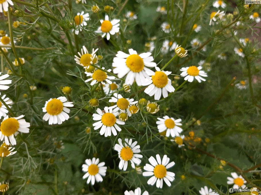 Лечебная Ромашка Гофман