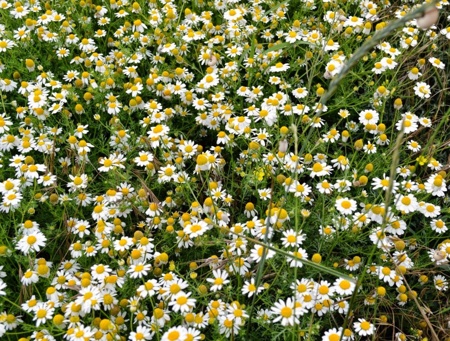 Ромашка аптечная (Matricaria Chamomilla)