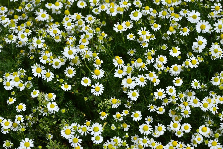 Ромашка аптечная (Matricaria Chamomilla)