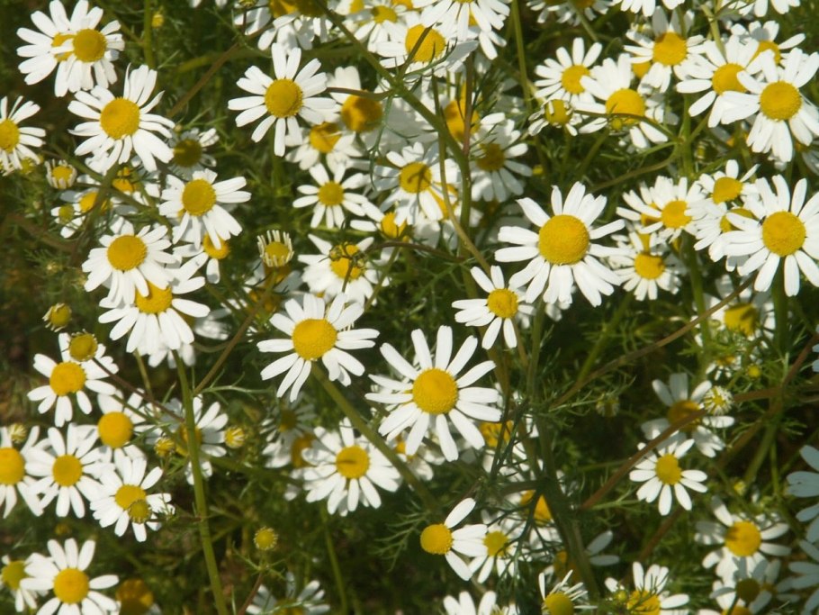 Ромашка аптечная Красногорсклексредства