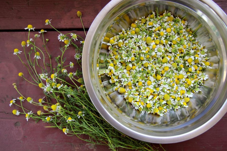 Ромашка аптечная