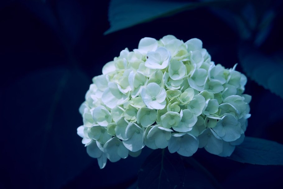 Гортензия крупнолистная Грин шадоу цветки