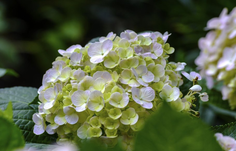 Гортензия метельчатая зеленая