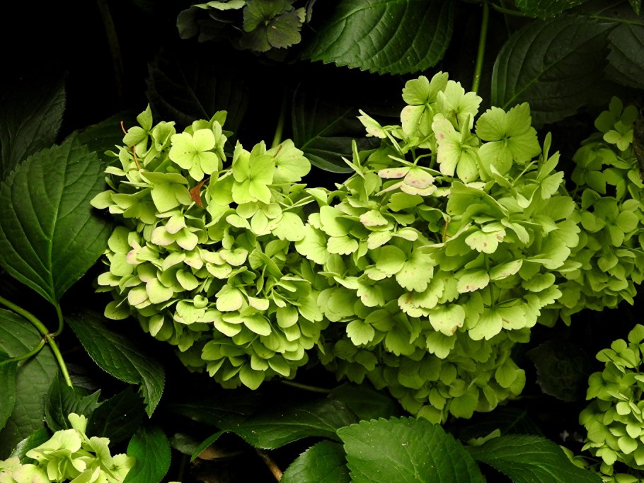 Гортензия Мэджикал Кэндл