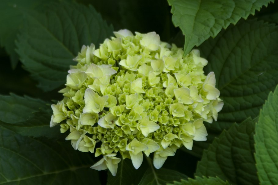 Гортензия шнибл