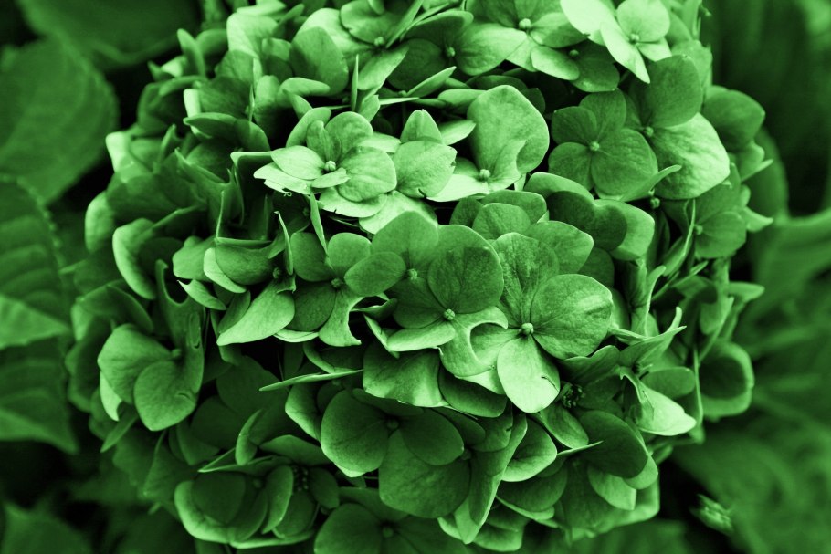 Гортензия зеленая Голландия