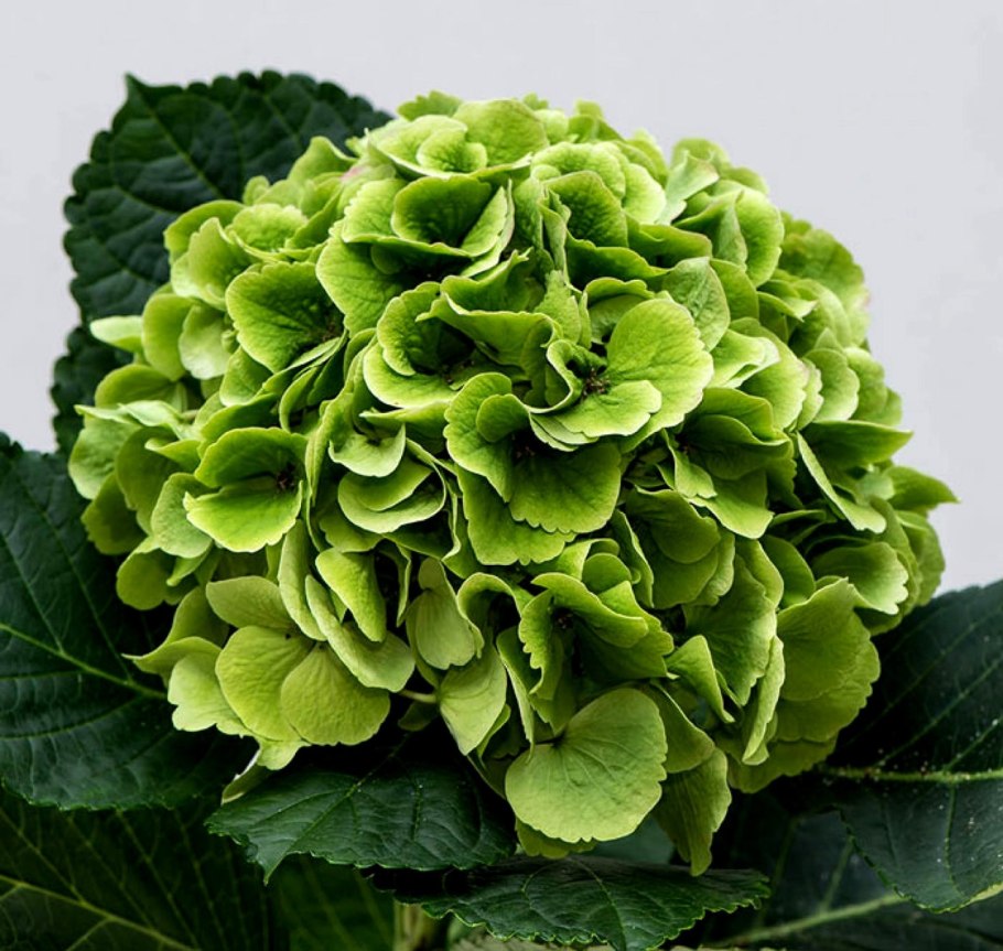 Гортензия желто зеленая