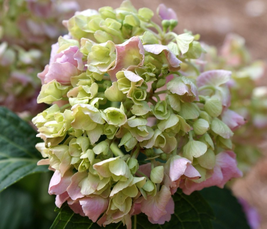 Гортензия мелкая