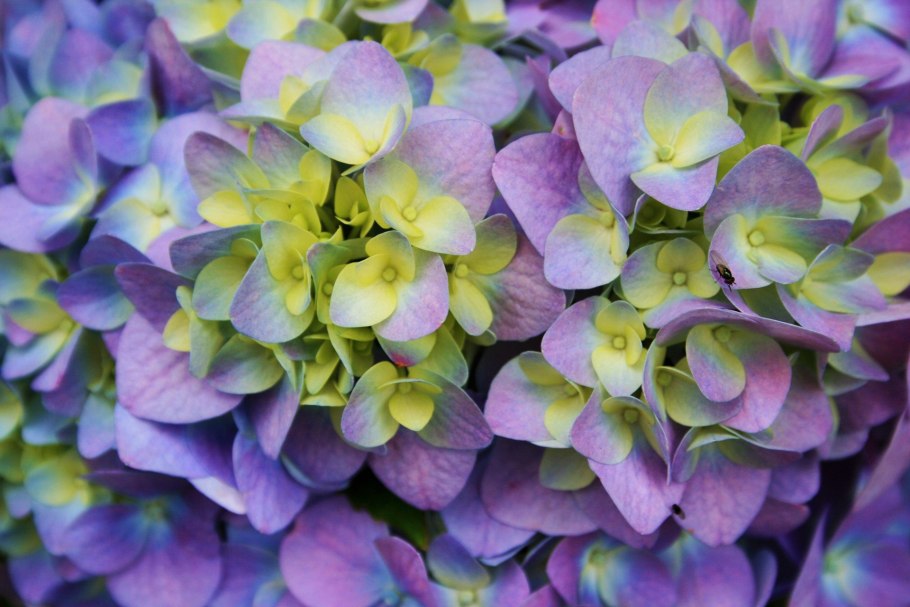 Гортензия зеленая гидрангея