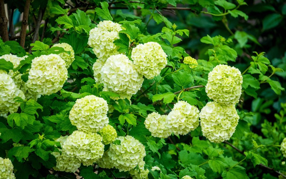 Гортензия зеленая гидрангея