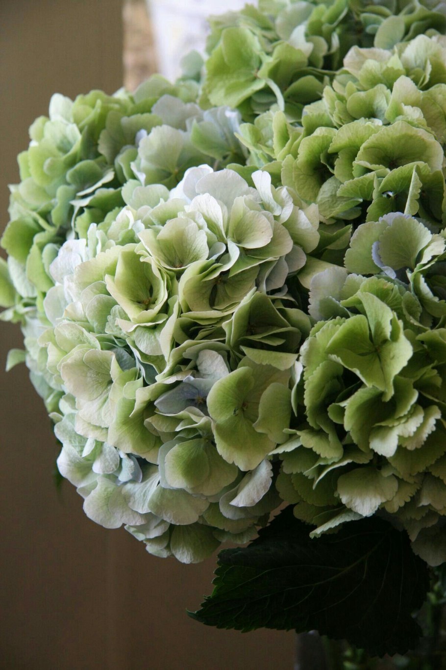 Элегия гортензия зеленая