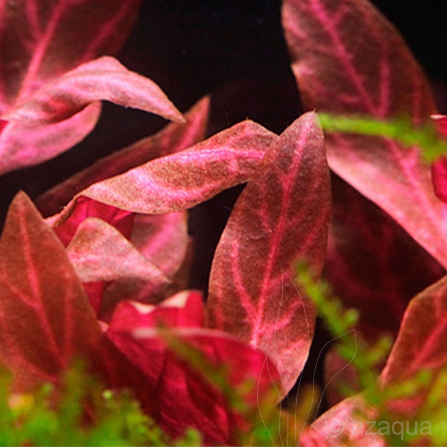 Альтернантера Рейнека