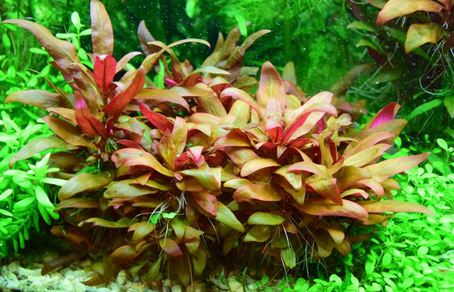 Альтернантера Рейнека розанервиг