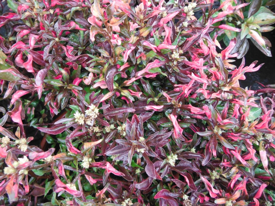 Альтернантера кардинальская 2шт