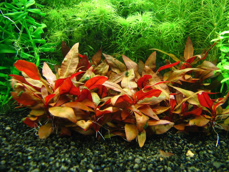 Альтернантера Бетзика