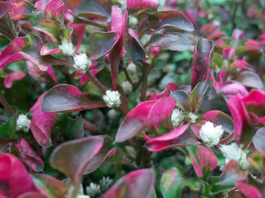 Альтернантера ампельная