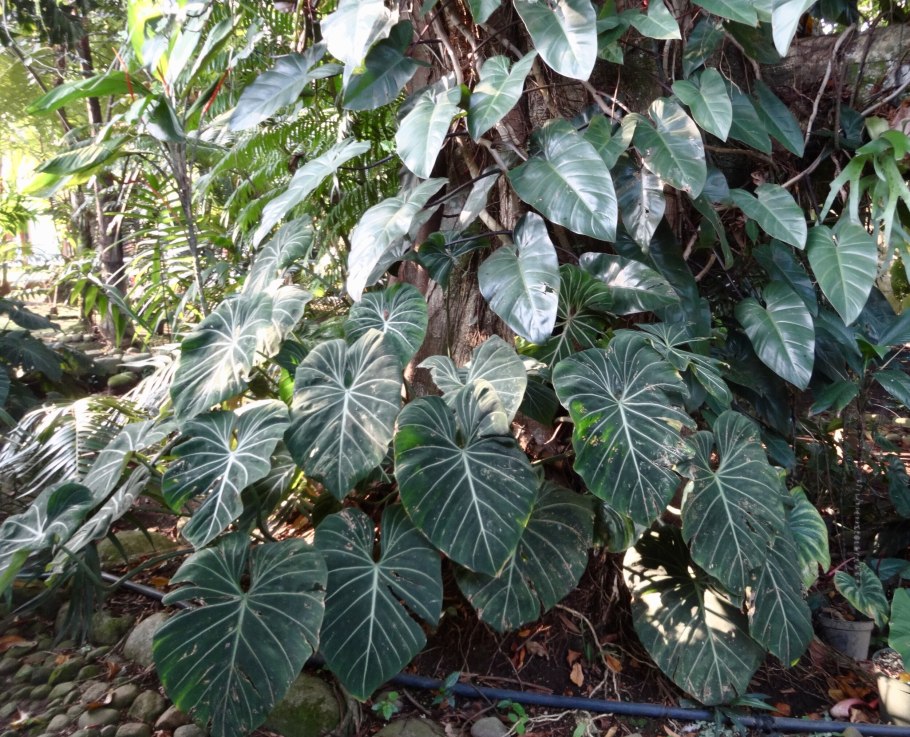 Филодендрон Андре