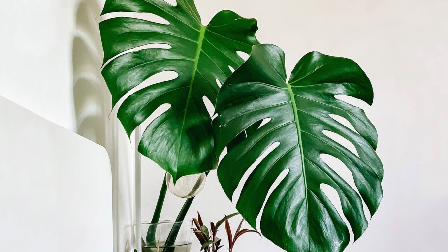 Monstera deliciosa