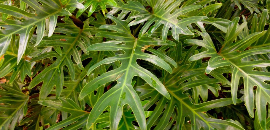 Филодендрон глориозум