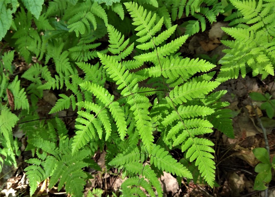 Папоротник Щитовник