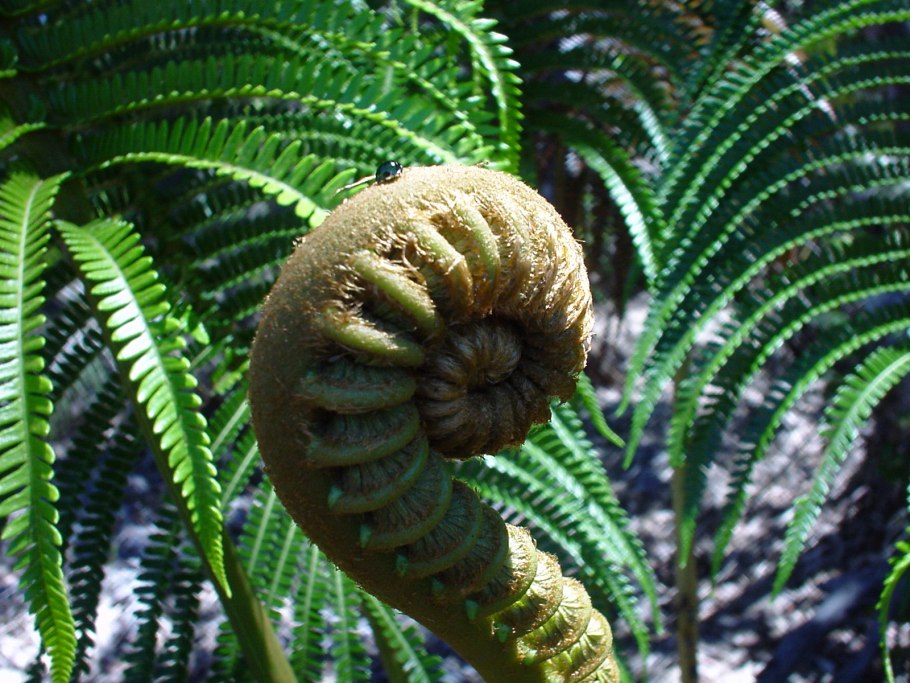 Щитовник ядовитый