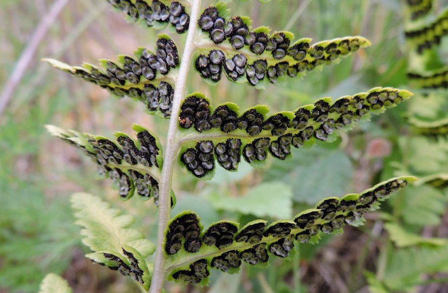 Dryopteris cristata