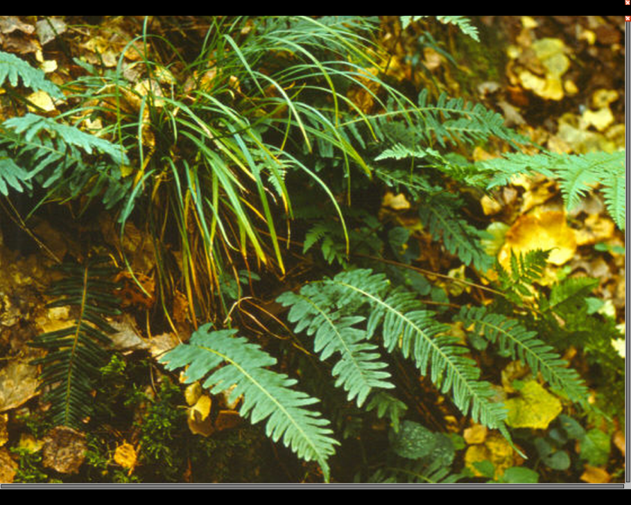 Папоротник орляк обыкновенный