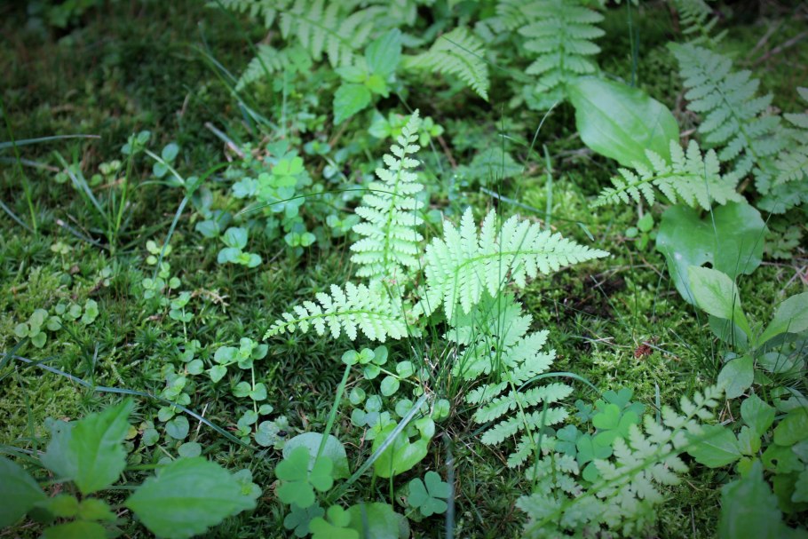 Щитовник распростёртый