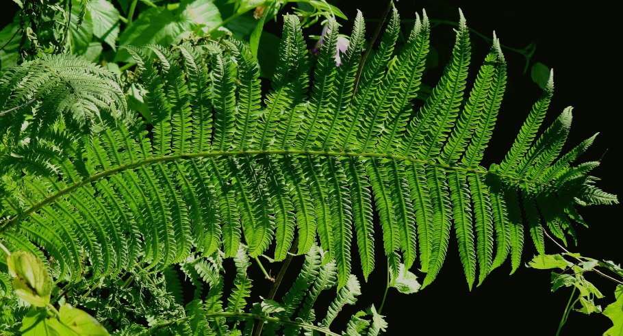 Corsinopteris Dicranophorus папоротник