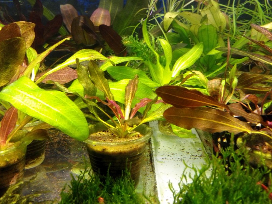 Криптокорина Рубелла