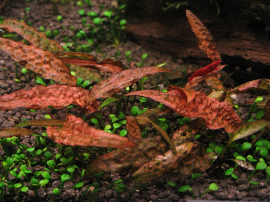Cryptocoryne Mioya