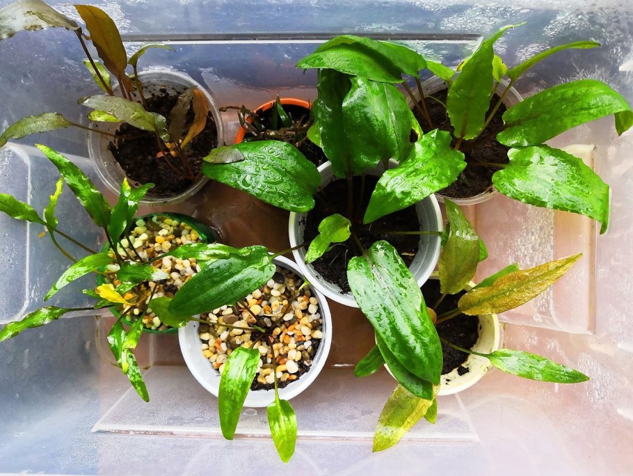 Криптокорина Лютея