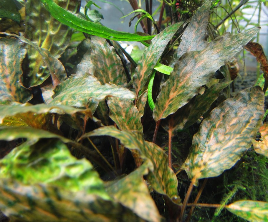 Криптокорина Монте Карло