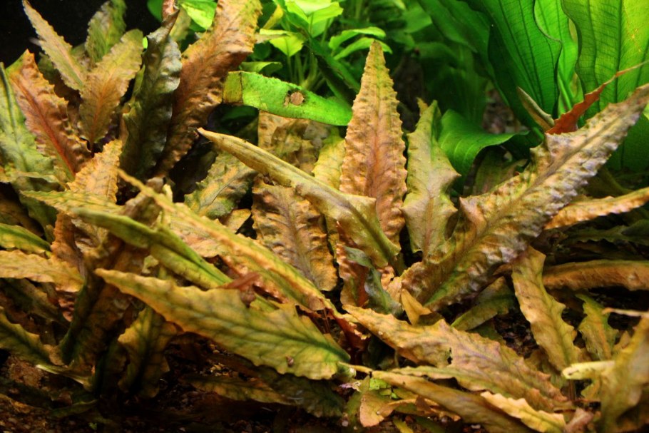 Криптокорина апоногетонолистная (Cryptocoryne aponogetifolia)
