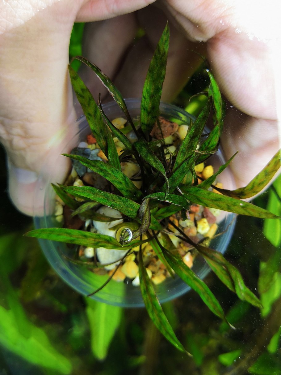 Криптокорина Накамото