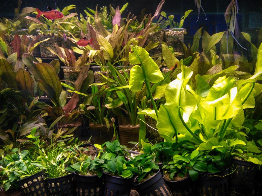 Листья криптокорины