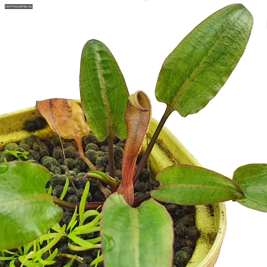 Криптокорина Петча коричневая