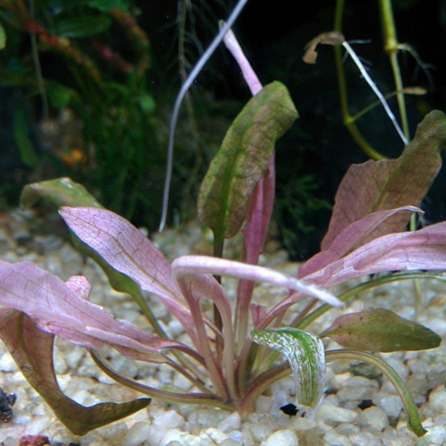 Криптокорина Флорида Сансет