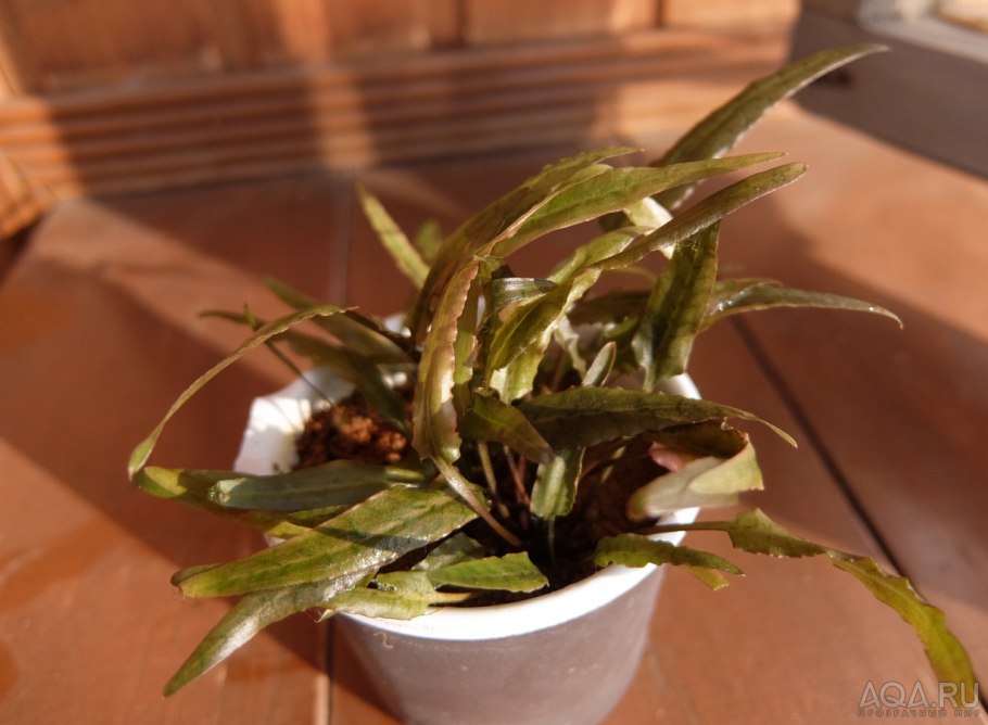 Cryptocoryne wendtii