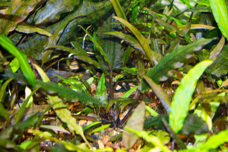 Криптокорина Рубра