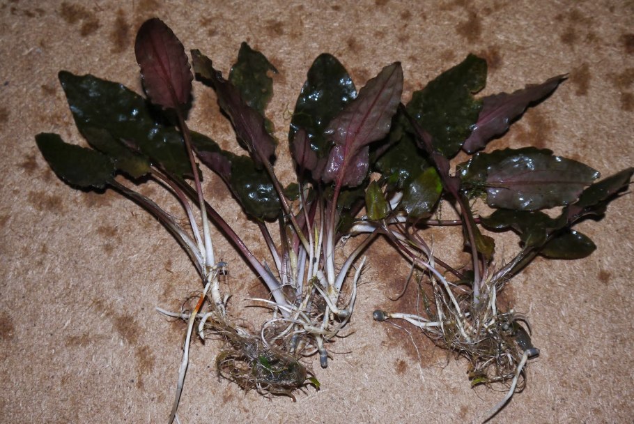 Криптокорина Вендта розовая пантера