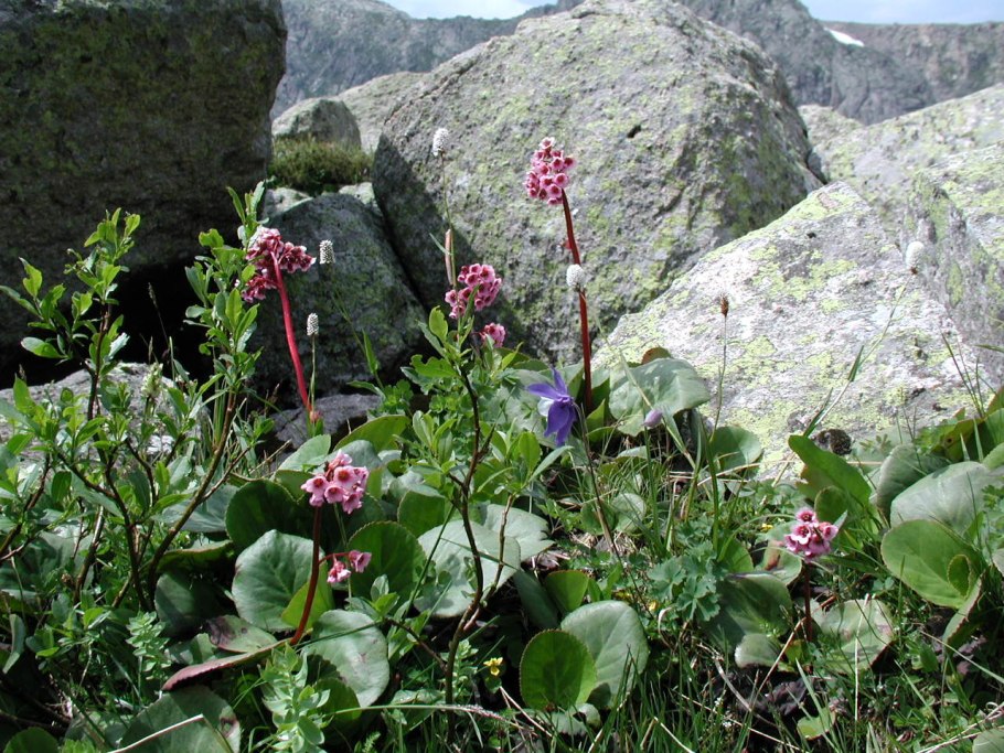 Бадан горный Алтай