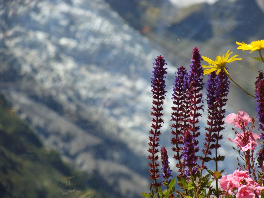 Высокогорье растения