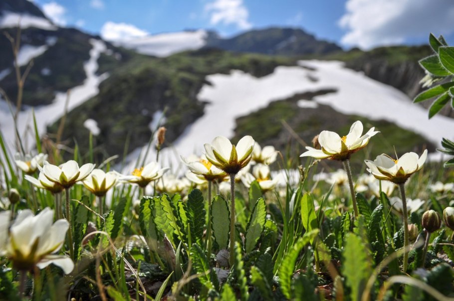 Баргузинский заповедник Альпийские Луга