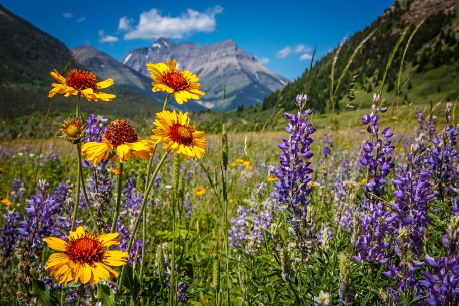 Горный Алтай Альпийские Луга
