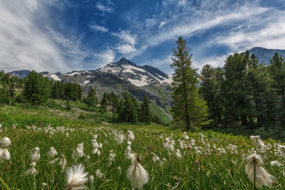 Белые цветы на Алтае