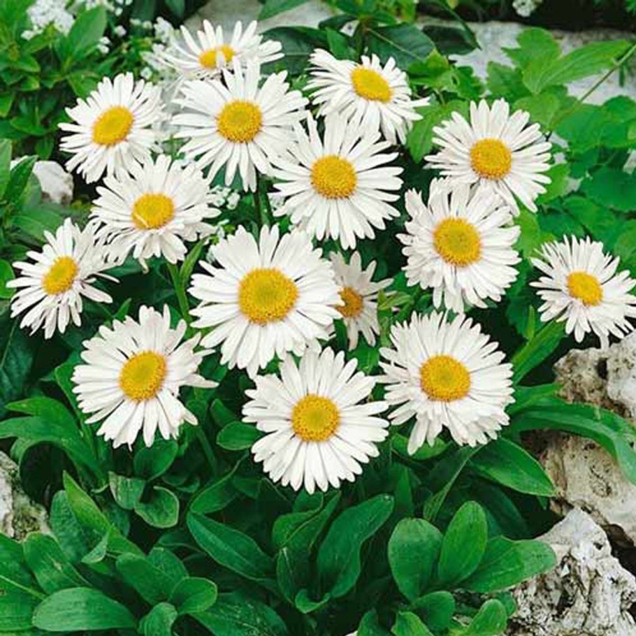 Астра Альпийская блонди