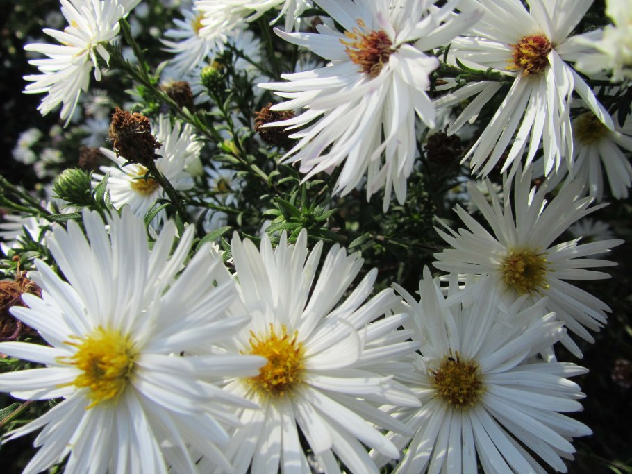 Астра Aster Alpinus Albus